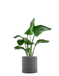 Hot Kleo coprivaso Vasi E Maxi Vasi