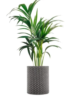 Online Kleo coprivaso Vasi E Maxi Vasi