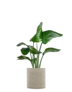 Best Kleo coprivaso Vasi E Maxi Vasi