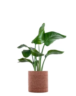 Clearance Kleo coprivaso Vasi E Maxi Vasi